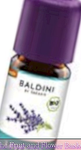 Baldini - Minyak Lavender BIO, 100% BIO Organik Murni, Minyak Lavender Baik dari Prancis, Aroma Organik?