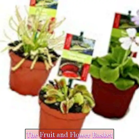 Stardikomplekt Lihasööjad taimed - 3 taime