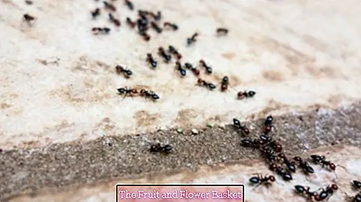 Suihkuta itse muurahaisia