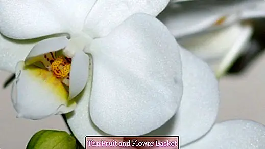 Kontrola rađanja za cvijeće orhideja