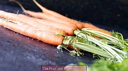 Sirop de carotte pour la toux et bon pour les bronches