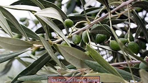 oliiviõli teelehed