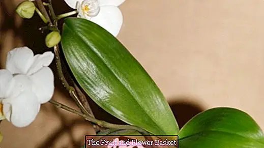 Orhideju kopšana: Orhideju iegremdēšana lietus ūdenī